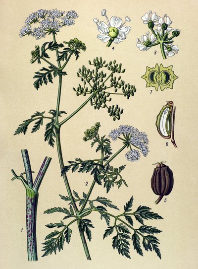Tablica botaniczna, roślina żylna (toksyczna): Hemlock (Conium maculatum) autorstwa Unbekannter Künstler