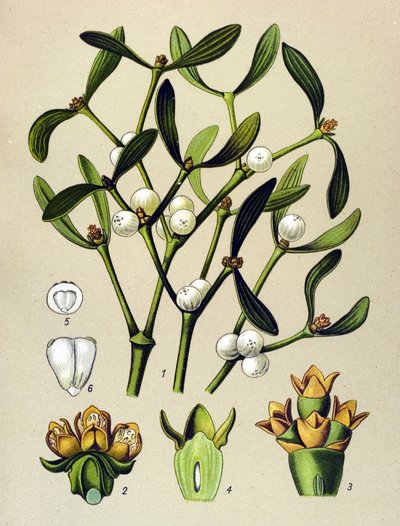 Tablica botaniczna, roślina żylna (toksyczna): Jemioła liściasta (Viscumalbum) autorstwa Unbekannter Künstler