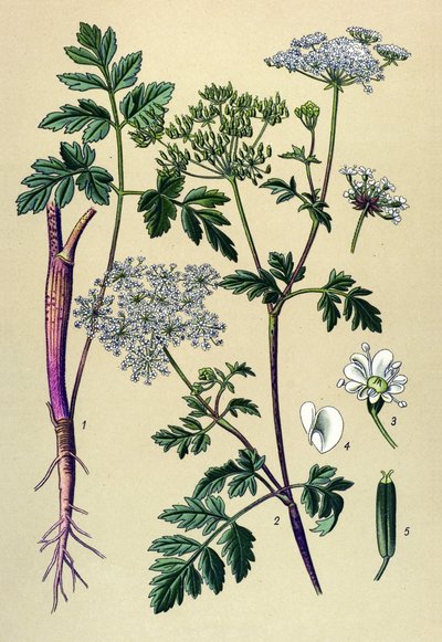 Tablica botaniczna, roślina żylna (toksyczna): Trybula pochylona (Chaerophyllum temulum) autorstwa Unbekannter Künstler