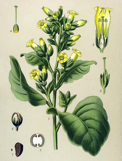 Tablica botaniczna, roślina żylna (toksyczna): Tytoń biały Mapacho (Nicotiana rustica) (Nicotiana tabacum) autorstwa Unbekannter Künstler