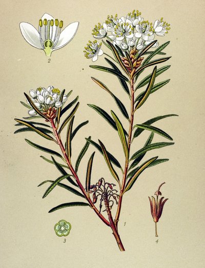 Tablica botaniczna, roślina żylna (toksyczna): Marsh Ledon (Ledum palustre) autorstwa Unbekannter Künstler