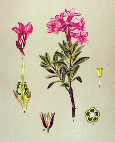 Tablica botaniczna, roślina żylna (toksyczna): Rhododendron cilie (Rhododendron hirsutum) autorstwa Unbekannter Künstler