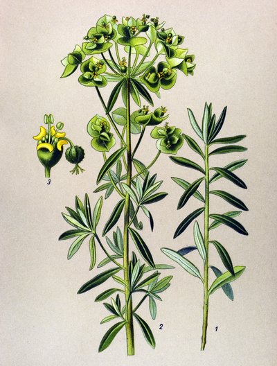 Tablica botaniczna, roślina żylna (toksyczna): Round Eule lub Euphorbia Peplus (Euphorbia Peplus) autorstwa Unbekannter Künstler