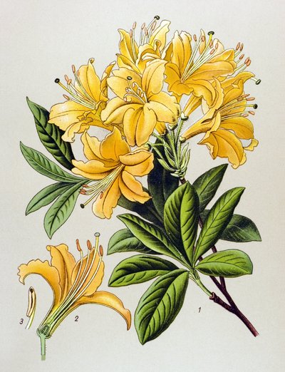 Tablica botaniczna, roślina żylna (toksyczna): Azalia żółta (Rhododendron luteum) autorstwa Unbekannter Künstler