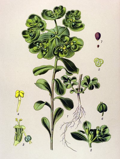Tablica botaniczna, roślina żylna (toksyczna): wilczomlecz budzący rano lub małe światło (Euphorbia helioscopia) autorstwa Unbekannter Künstler