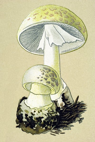Tablica botaniczna z grzybem toksycznym (żylnym): amanit falliczny (Amanita phalloides) autorstwa Unbekannter Künstler
