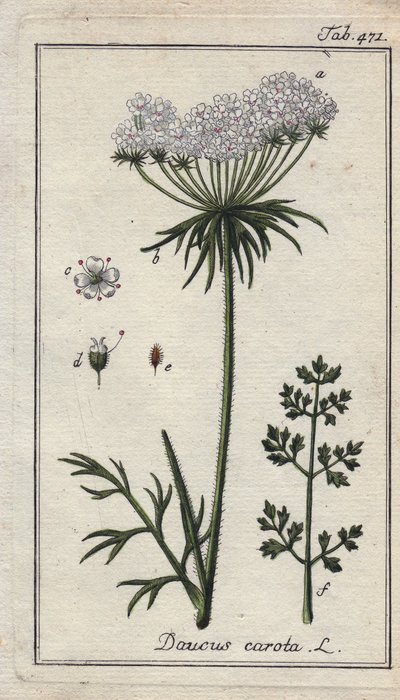 Botaniczne: kwiat marchwi - Kwiaty i liście marchwi, Daucus carota. Ręcznie kolorowany miedzioryt na podstawie rysunku B. Thannera z "Icons plantarum medicinalium" Johannesa Zorna, Niemcy. autorstwa Unbekannter Künstler
