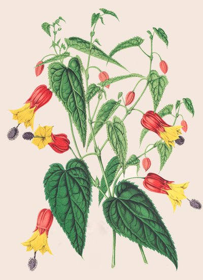 Ilustracja botaniczna/Abutilon megapotamicum/Abutilon autorstwa Unbekannter Künstler