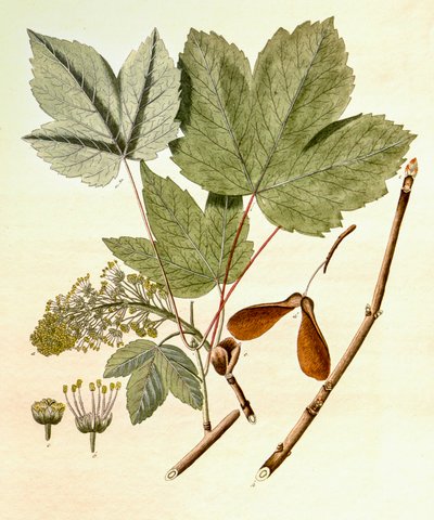 Ilustracja botaniczna/Acer pseudoplatanus/Klon jawor autorstwa Unbekannt