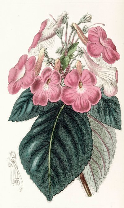 Ilustracja botaniczna/Achimenes grandiflora/Achimene ma duże kwiaty autorstwa Unbekannt