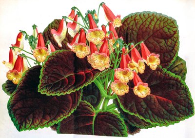Ilustracja botaniczna/Achimenes naegelioides/Achimene autorstwa Unbekannt