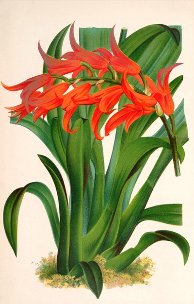 Ilustracja botaniczna/Ada aurantiaca autorstwa Unbekannt