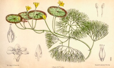 Ilustracja botaniczna/Cabomba aquatica autorstwa Unbekannt