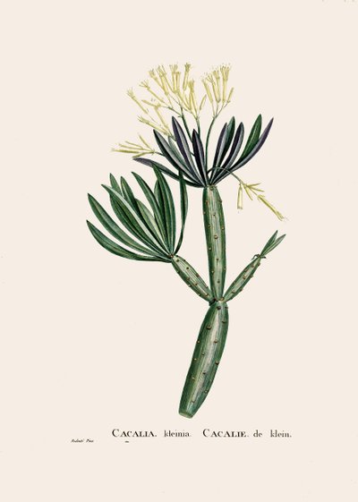 Ilustracja botaniczna/Reduta/Senecio kleinia/Senecon autorstwa William M. Timlin