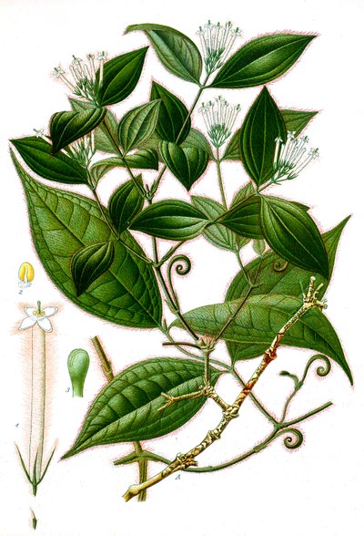 Ilustracja botaniczna/Strychnos toxifera/Curare autorstwa Unbekannt