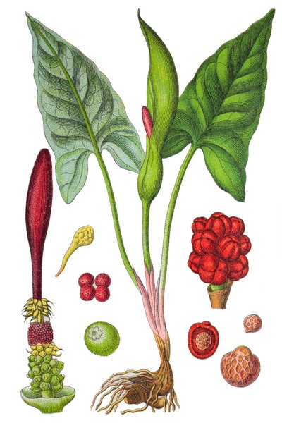 Tabliczka botaniczna: arum plamiste (Arum maculatum), roślina lecznicza, historyczna chromolitografia autorstwa Unbekannter Künstler