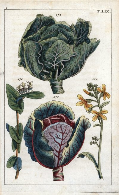 Botanika: kapusta, kapusta włoska, Brassica oleracea capitata, kwiat 172 i główka liści 173, kapusta czerwona, Brassica oleracea rubra autorstwa Unbekannter Künstler