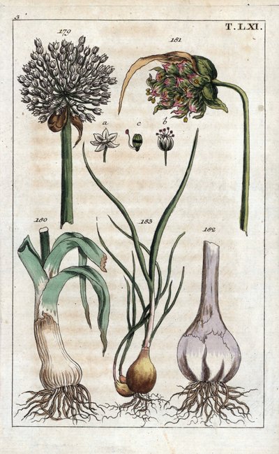 Botanika: por, czosnek, echalote - por, Allium pollum 179, kwiat czosnku, Allium sativum 181, główka czosnku 182 i szalotka, Allium cepa var. aggregatum, ascalonicum autorstwa Unbekannter Künstler