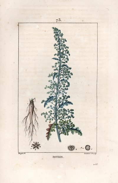 Botris (Chenopodium botrys) - rycina autorstwa Lambert fils, według rysunku Pierre Jean Francois Turpin (1775-1840), z La flore medicale, Chaumeton, Poiret et Chamberet, Paryż 1830 - Gęsiówka jerozolimska, Dysphania botrys - rycina autorstwa Lambert Ju autorstwa Unbekannter Künstler