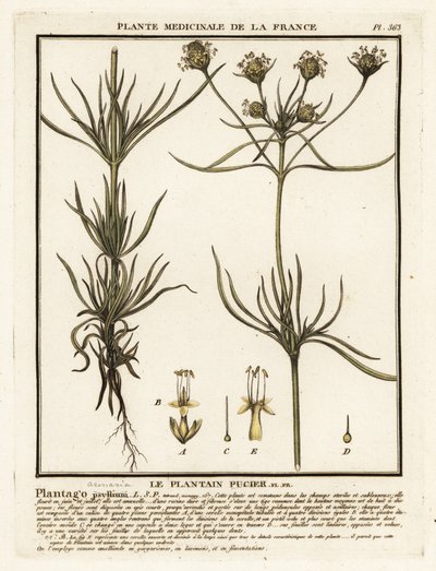 Babka rozgałęziona, Plantago indica. autorstwa Unbekannter Künstler