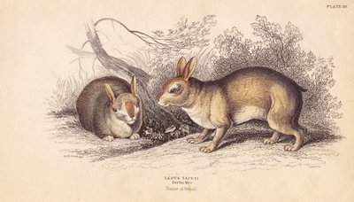 Królik brazylijski, Sylvilagus brasiliensis (Lepus tapeti). Na podstawie okazów z Muzeum Berlińskiego. Ręcznie kolorowany staloryt Lizarsa na podstawie ilustracji Charlesa Hamiltona Smitha z William Jardine