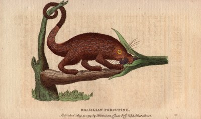 Bresilian epic pork (Coendou prehensilis), pół-lądowa amerykańska epicka wieprzowina z tropikalnych odmian, której ogon prehensile pozwala jej wspinać się na drzewa. Rysunek autorstwa Thomasa Pennanta (1726-1798). Litografia w The Naturalist Pocket Magazin autorstwa Unbekannter Künstler
