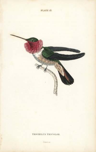Koliber szerokodzioby, Selasphorus platycercus (koliber trójbarwny, Trochilus tricolor). Ręcznie kolorowana stalowa rycina autorstwa Williama Lizarsa z Sir William Jardine