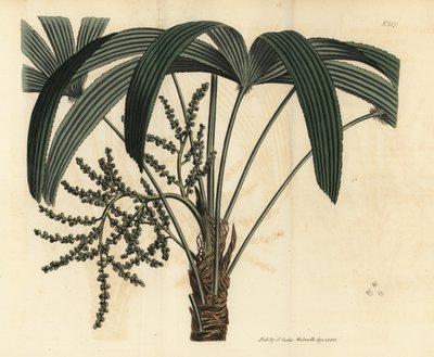 palma szerokolistna, Rhapis excelsa (samce ratan karłowaty naziemny, samiec Rhapis flabelliformis autorstwa Unbekannt