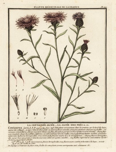 Chaber brunatny, Centaurea jacea. autorstwa Unbekannter Künstler