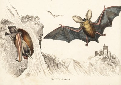 Nietoperz brunatny lub gacek brunatny. Ręcznie kolorowany staloryt z Galerii Historii Naturalnej Georga Friedricha Treitschke, Naturhistorischer Bildersaal des Thierreiches, Liepzig-1842. autorstwa Unbekannter Künstler