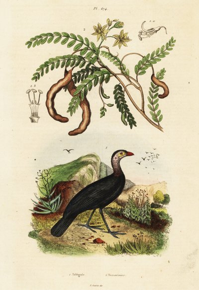 Indyk pędzel i tamaryndowiec, 1834-1839 (grafika) autorstwa Unbekannter Künstler