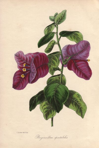 Buginvillaea spectabilis (La bougainvillee lub bugenwilla). Ręcznie kolorowana litografia narysowana przez Samuela Holdena dla Sir Josepha Paxtona w "Magazine of Botany", Londyn, W.S. Orr autorstwa Unbekannter Künstler