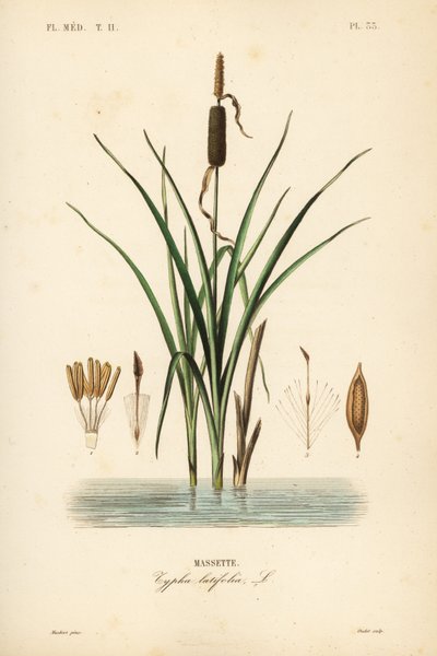 Oczeret zwyczajny lub ożypałka szerokolistna, Typha latifolia, Massette autorstwa Unbekannt