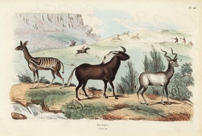 Bushbuck, Tragelaphus scriptus 1, gnu czarnego lub gnu białoogonowego, Connochaetes gnou 2, kudu większy, Tragelaphus strepsiceros 3 autorstwa Unbekannt