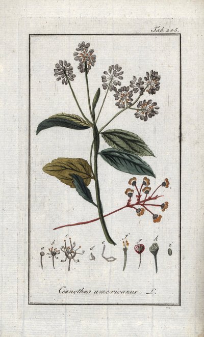 Lilak kalifornijski (Ceanothus americanus). Litografia z "Afbeelding der Artseny-Gewassen" autorstwa Johannesa Zorna (1739-1799), Holandia autorstwa Unbekannter Künstler