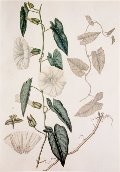Calystegia sepium/Convolvulus sepium/Ściółka do żywopłotu autorstwa Unbekannt