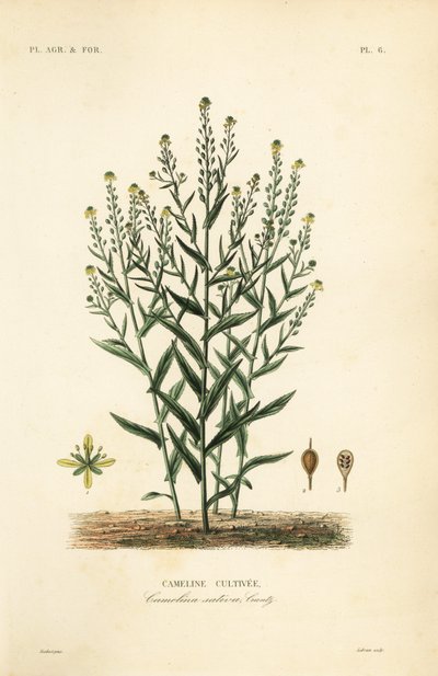 Camelina lub fałszywy len, Camelina sativa, uprawa Cameline autorstwa Unbekannt