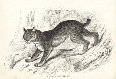 Ryś kanadyjski, Lynx canadensis (Felis canadensis). Ręcznie kolorowana litografia z Galerii Historii Naturalnej Georga Friedricha Treitschke, Naturhistorischer Bildersaal des Thierreiches, Liepzig-1842. autorstwa Unbekannter Künstler