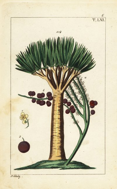 Wyspy Kanaryjskie smocze drzewo, Dracaena draco. Wrażliwy. autorstwa Unbekannter Künstler