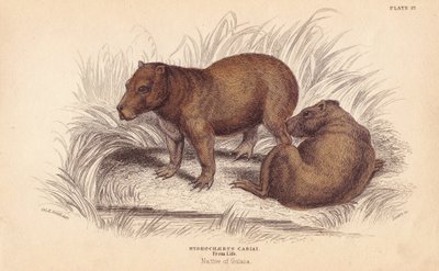 Kapibara, Hydrochoerus hydrochaeris (Hydrochaerus cabiai). Ręcznie kolorowany staloryt Lizarsa na podstawie ilustracji Charlesa Hamiltona Smitha z William Jardine