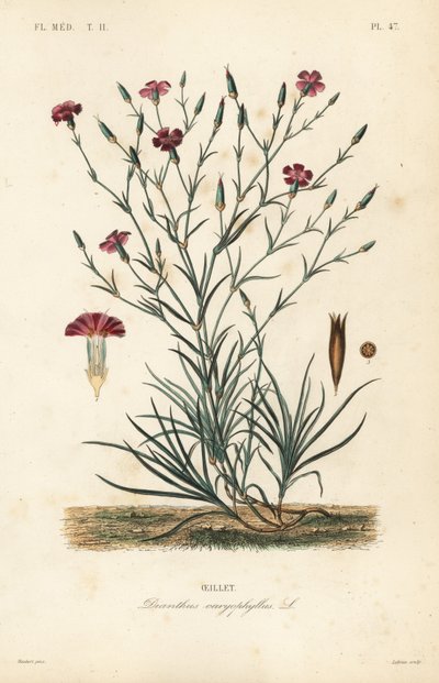 Goździk lub goździk różowy, Dianthus caryophyllus, Oeillet autorstwa Unbekannt