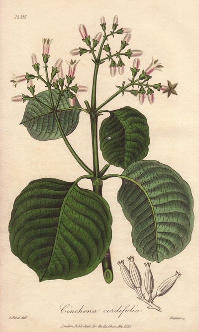 Kora kartagińska, Cinchona cordifolia autorstwa Unbekannter Künstler