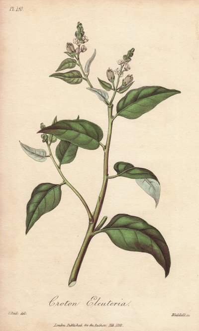 Cascarilla (Croton eleuteria) - mocna woda autorstwa Williama Clarke