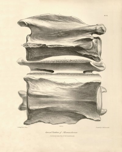 Kręg szyjny Macrauchenia, prehistorycznego zwierzęcia znalezionego przez Karola Darwina podczas jego podróży badawczej na pokładzie statku Beagle. Zoologia podróży H.M.S. Beagle pod dowództwem kapitana Fitzroya w latach 1832-1836, wyd. i uzup. autorstwa Unbekannter Künstler