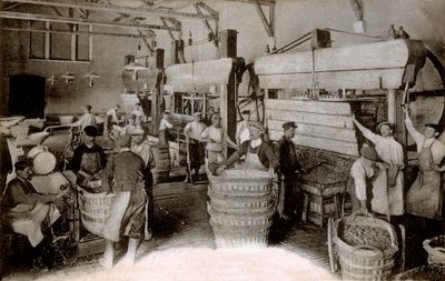 Szampania: tłoczenie winogron w domu zbiorów Saint-Helene, Moet & Chandon Epernay, początek XX wieku (zdjęcie czarno-białe) autorstwa Benjamin Baud