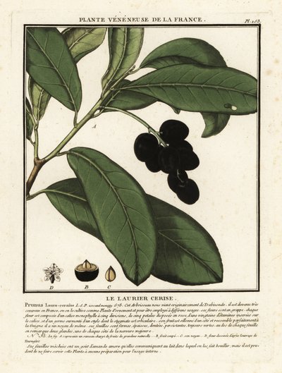 Wawrzyn czereśniowy, Prunus laurocerasus. autorstwa Unbekannter Künstler