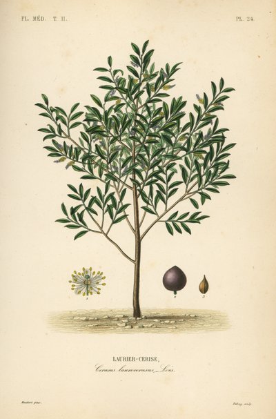 Wawrzyn czereśniowy lub drzewo laurowe angielskie, Prunus laurocerasus, Cerasus laurocerasus, Laurier-cerise autorstwa Unbekannt