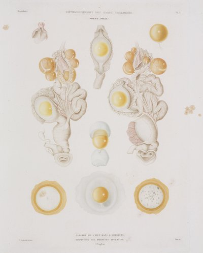 Jajo kurze w jajowodzie, ok. 1847-1859 autorstwa Unbekannt