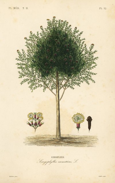 Goździkowiec, Syzygium aromatyczny, Caryophyllus aromatyczny, Giroflier autorstwa Unbekannt