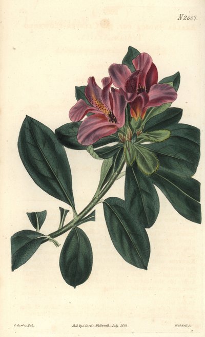 Kępa fioletowych kwiatów azalii indyjskiej. Ilustracja C. Curtisa, rycina Weddella. Eau forte w The Curtis Botanical Magazine, autorstwa Samuela Curtisa autorstwa Unbekannter Künstler